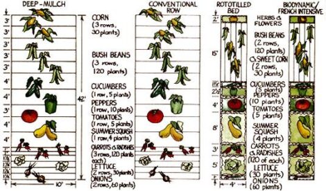 Gardening Methods: Double-Dug, Rototilled, Rows or Deep Mulch Beds Image